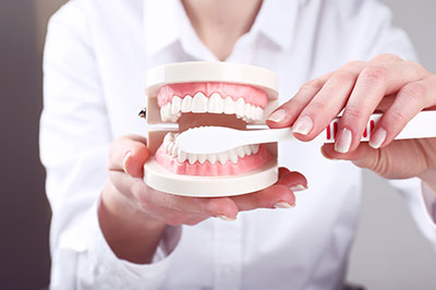 The image shows a person s hand holding an open dental model with visible teeth, and they appear to be adjusting or cleaning the model.